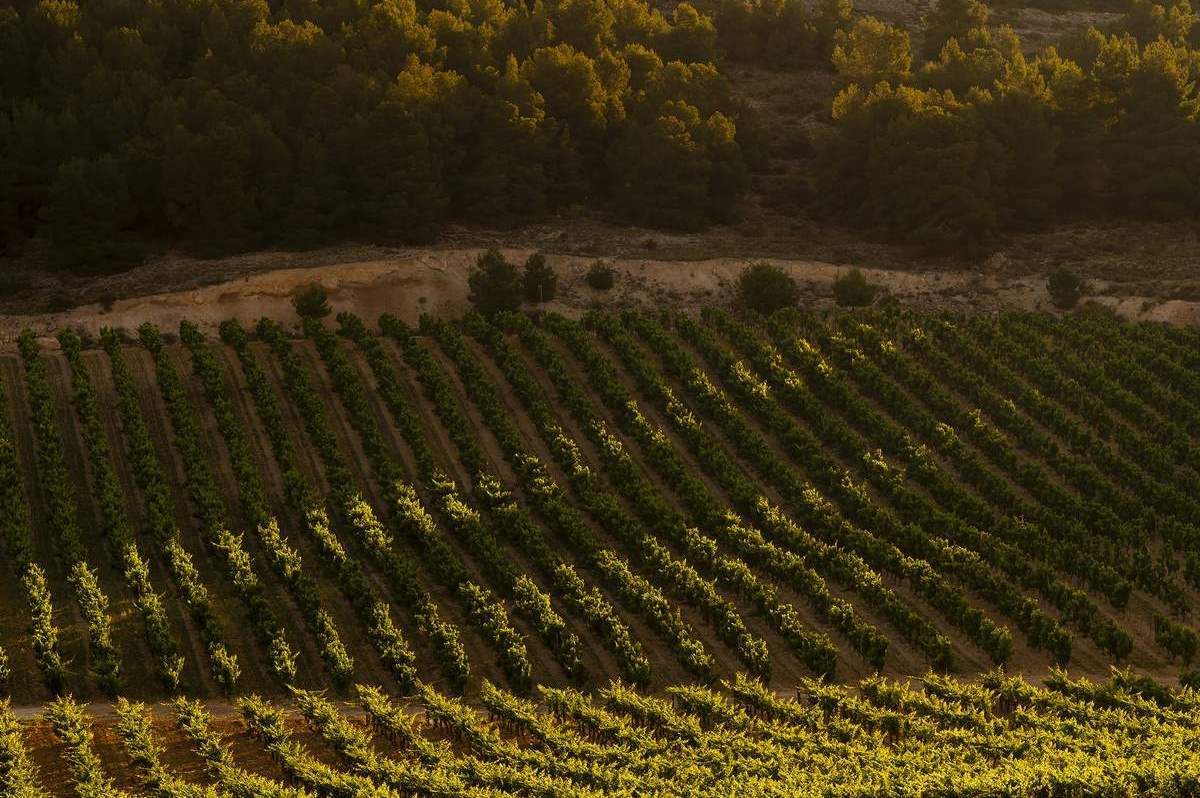 Pedro Ruiz Aragoneses cata bodega Pago de Carraovejas