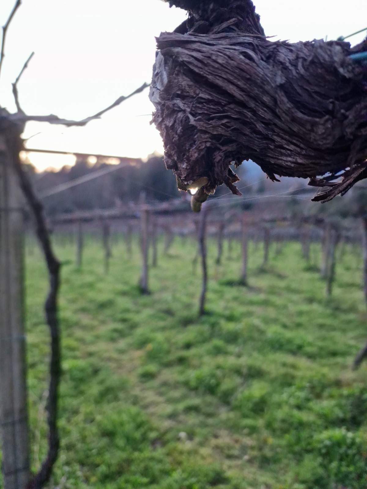 Alma Carraovejas llega a Rías Baixas con Tricó