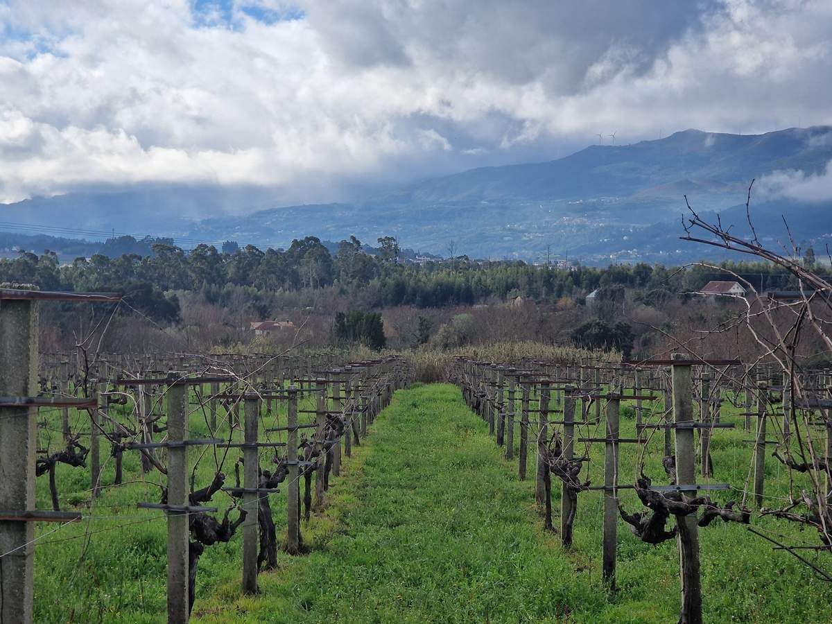 Alma Carraovejas llega a Rías Baixas con Tricó
