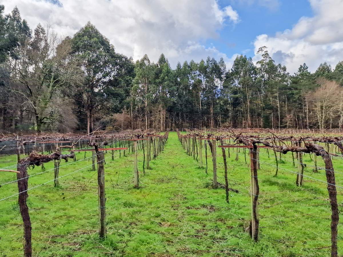 Alma Carraovejas llega a Rías Baixas con Tricó