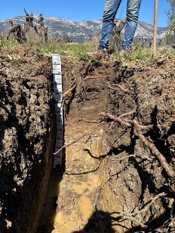 Aiurri rescate viña vieja Rioja Alavesa