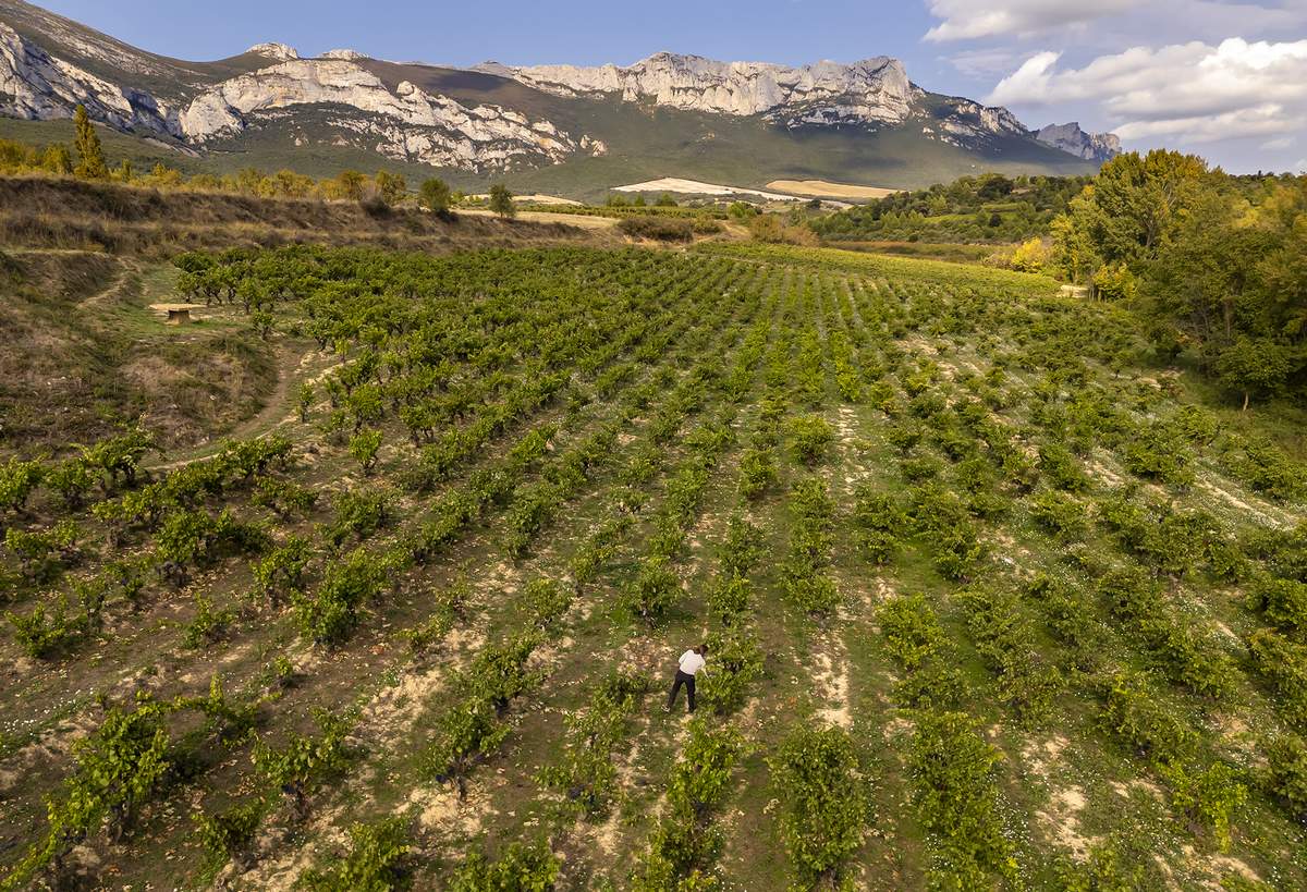 Aiurri rescate viña vieja Rioja Alavesa